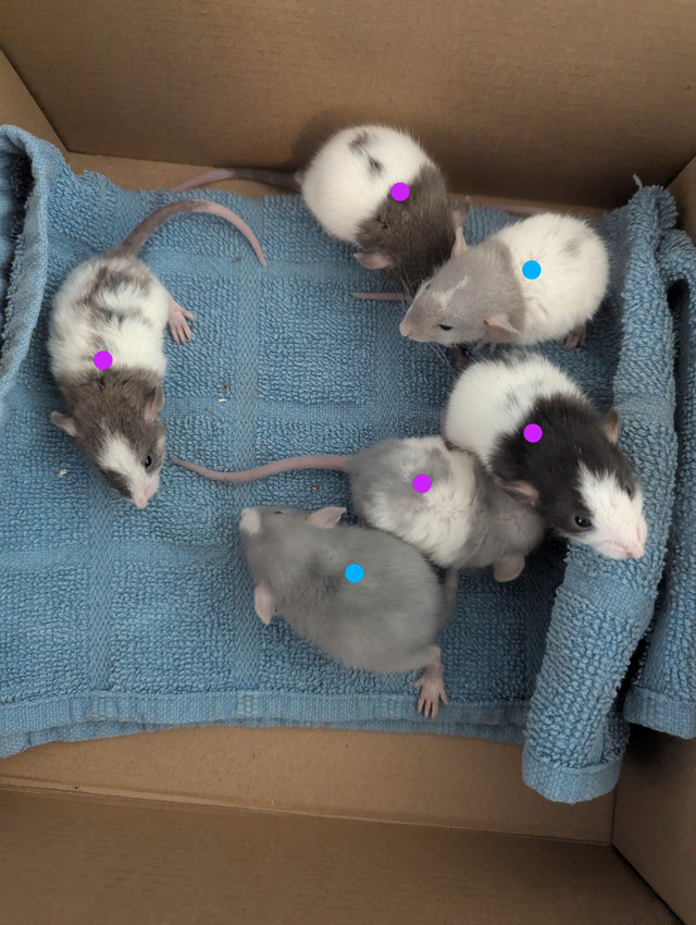 Bb rats domestiques 10$/ch dans Petits animaux à adopter  à Ouest de l’Île - Image 2