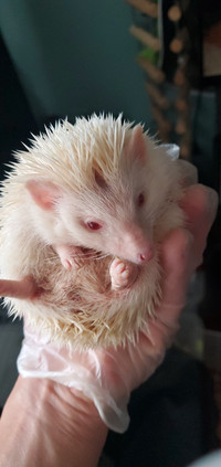 Hedgehogs [albinos] 