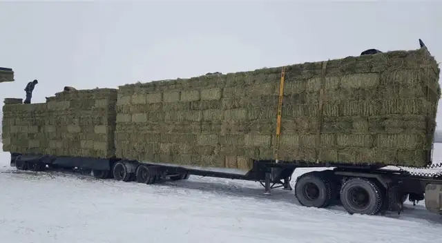 Timothy smal squares in Livestock in Calgary - Image 6