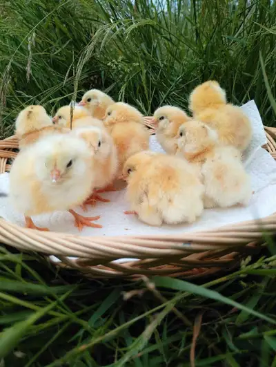 Wheaten Ameraucana Chicks, View more