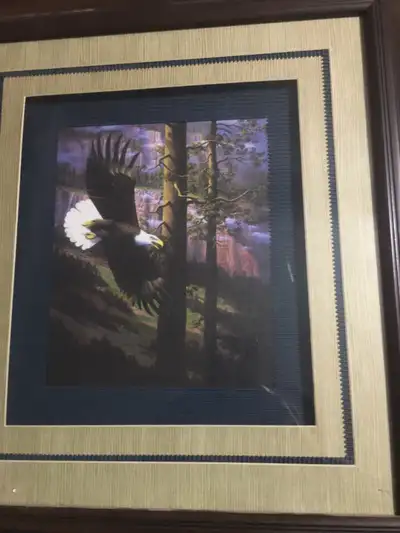 Colourful print of a American eagle soaring through the trees to catch its next dinner. 18” wide by...