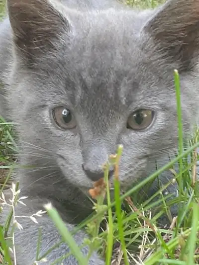 chaton a vendre, View more