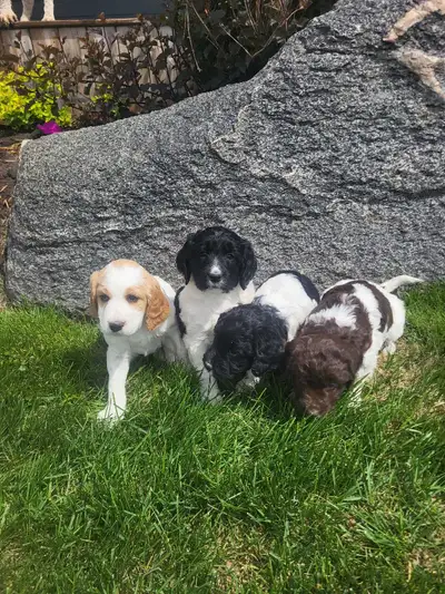 SPRINGERDOODLE PUPPIES , View more