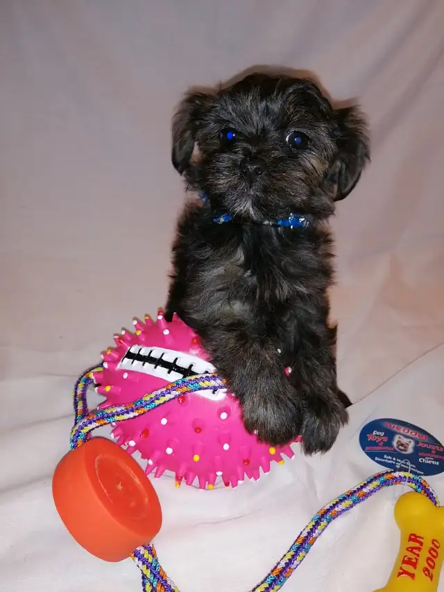 Chiots morkie, 4-5lbs lorsque adultes,  prêt a partir maintenant in Dogs & Puppies for Rehoming in City of Montréal - Image 3