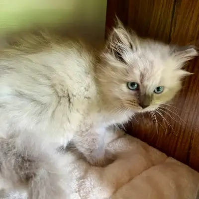 TICA Cherubim Ragdolls,  8 weeks old, View more