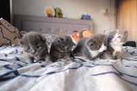 All sold! British shorthair x Ragdoll kittens