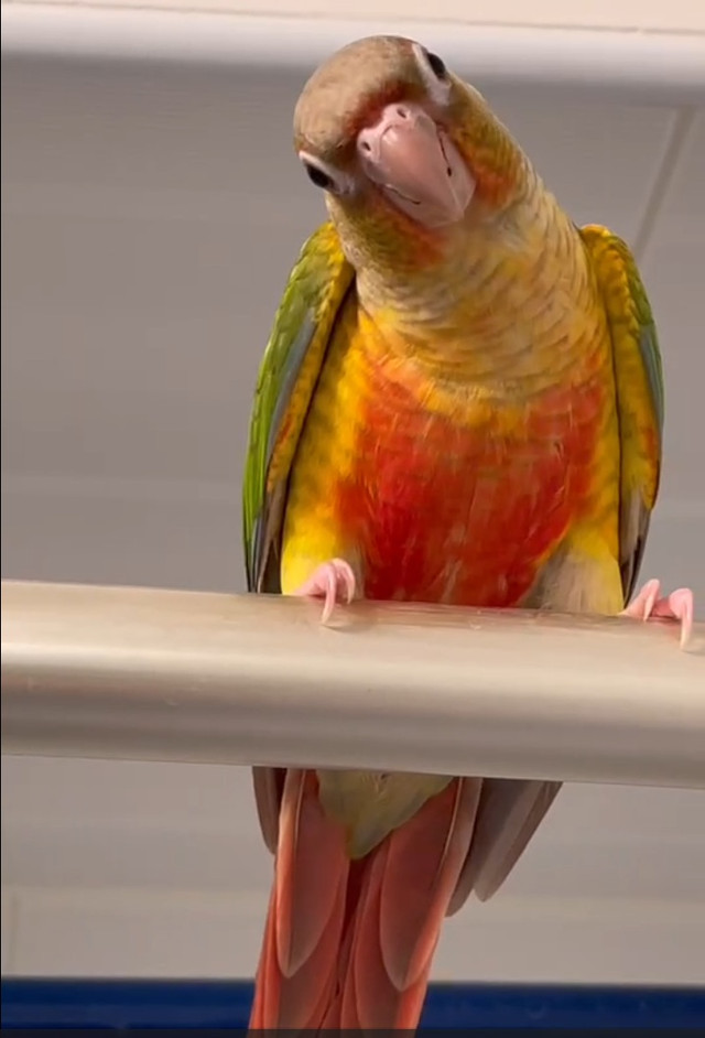 Bird for sale in Other in Markham / York Region - Image 2