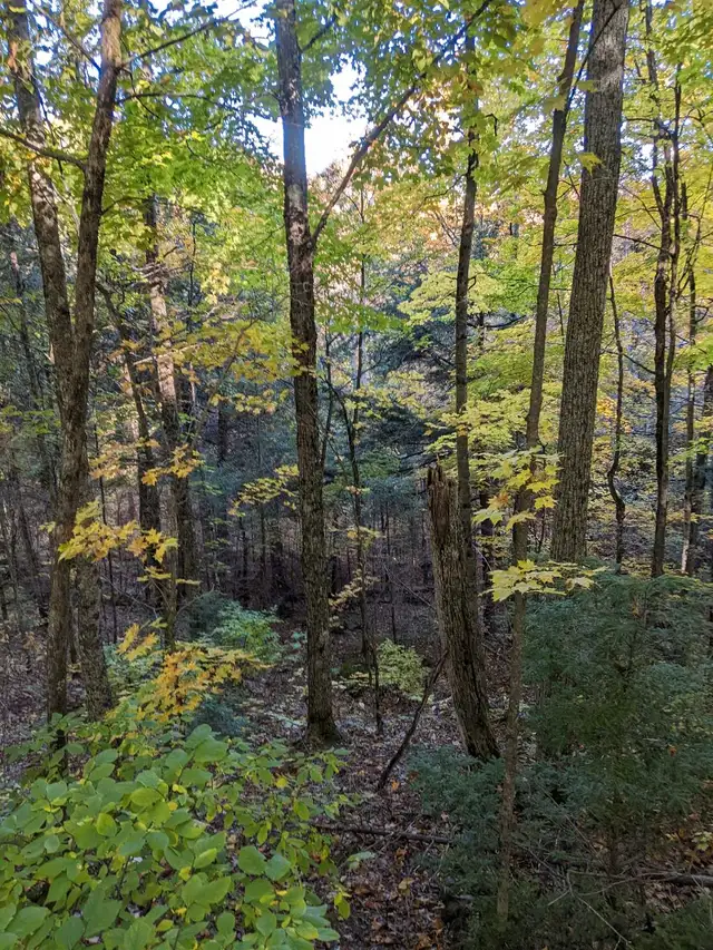 Rustic Off-Grid Yurt Retreat – Beta Stays Welcome! in Ontario in Canada - Image 8