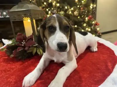 chiot beagle femelle, View more