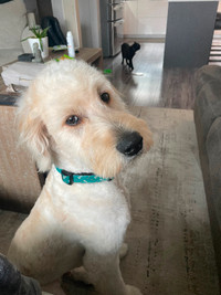 Rehoming 10 Month Old Goldendoodle