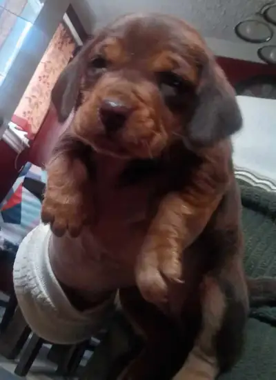 Beautiful beagle puppies for sale.black and tan.brown and tan , View more