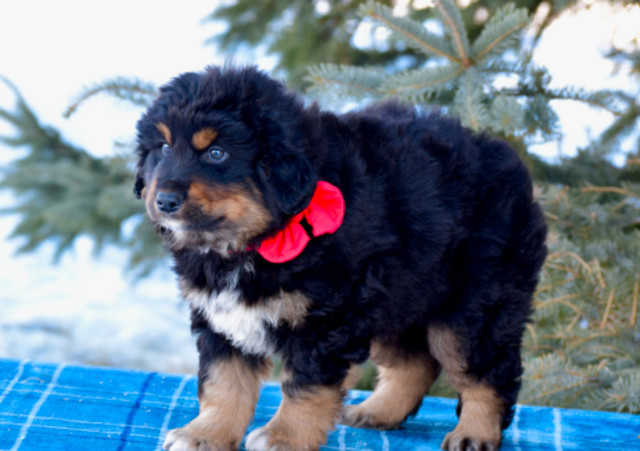 Golden Retriever X Australian Shepherd Pups!!! in Dogs & Puppies for Rehoming in Edmonton - Image 3