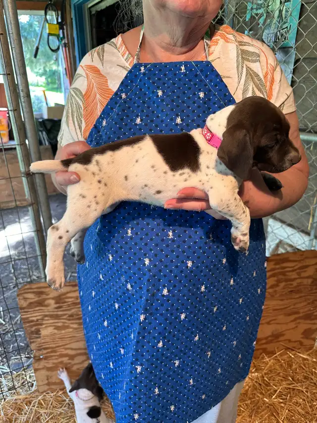 German Shorthaired Pointer  Puppies Wingshot_GSPs in Dogs & Puppies for Rehoming in St. Albert - Image 4