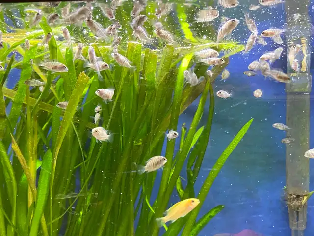 CONVICT CICHLIDS FRY - Pickering  in Fish for Rehoming in City of Toronto - Image 4