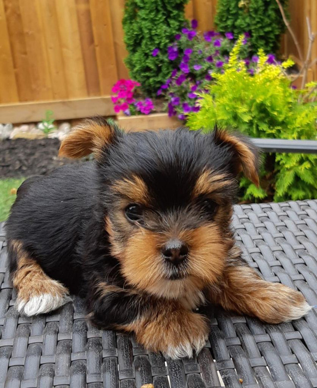 Purebred Yorkie puppy ready for his for ever home. Dogs & Puppies for