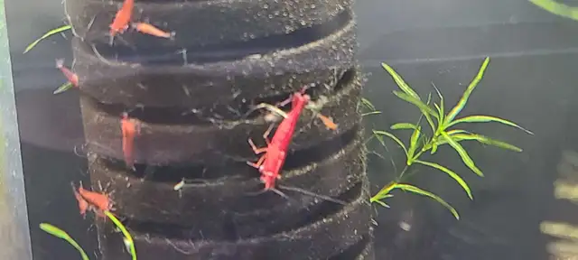 Red Cherry shrimp  in Fish for Rehoming in Guelph - Image 2