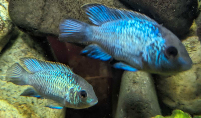 Electric Blue Acara in Fish for Rehoming in Vernon