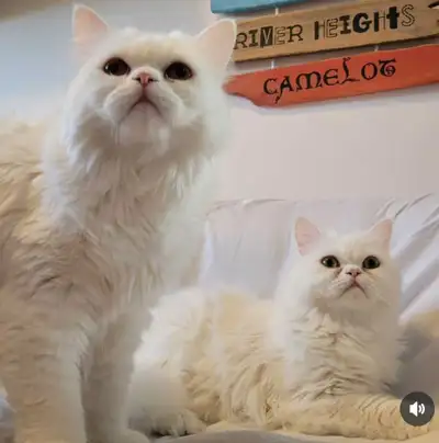 REHOMING:  BONDED male and female Persian cats, View more