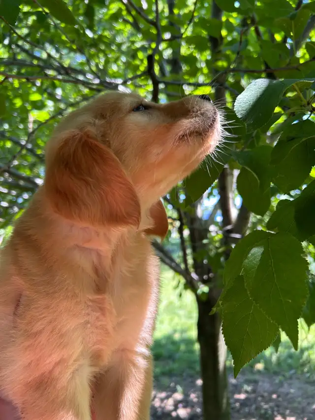 Golden Retrievers Ready for Home! in Dogs & Puppies for Rehoming in Oakville / Halton Region - Image 7