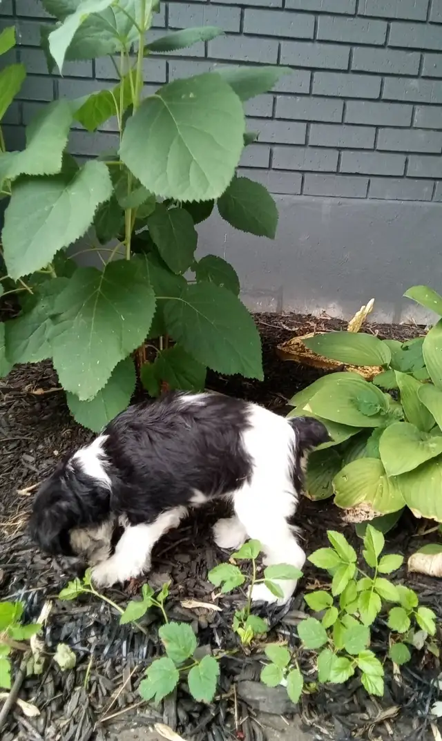 Mini Schnauzer Puppy in Dogs & Puppies for Rehoming in Kitchener / Waterloo - Image 3
