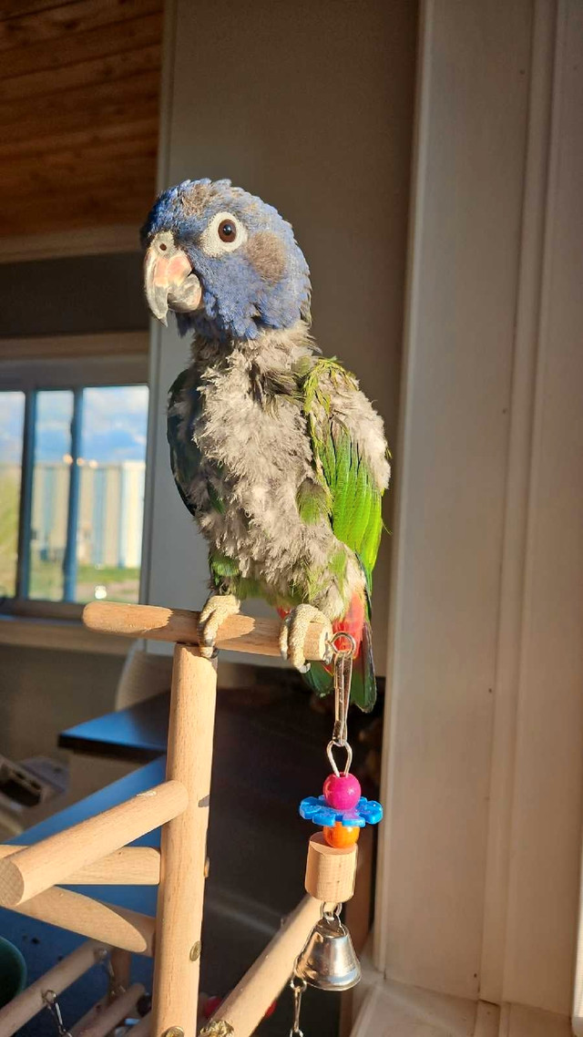 Rehabilitate and rehome animals in Small Animals for Rehoming in Sudbury - Image 2