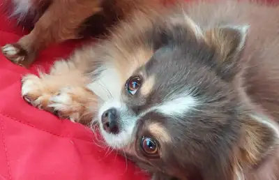 ✨️ Male LC, 3 mon/1.11 lbs.!, View more