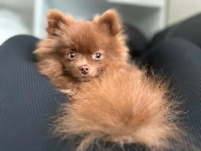 Je me départis à contrecœur de ma magnifique femelle Pomeranien née décembre 2023. Je l’avais acheté...