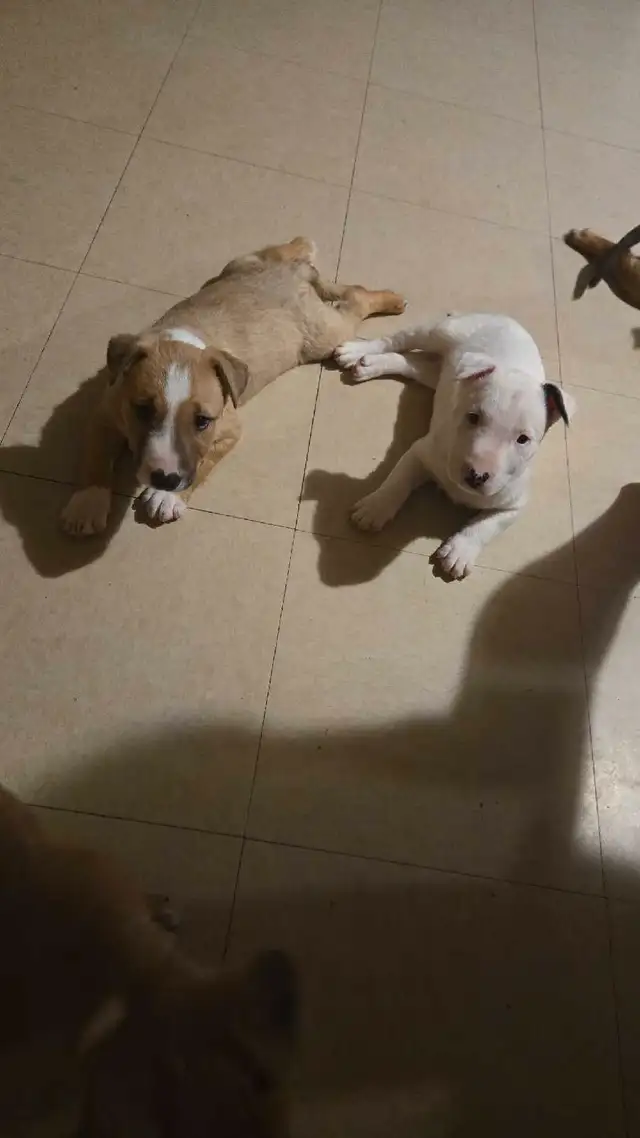 chiots a vendre in Dogs & Puppies for Rehoming in City of Montréal - Image 10