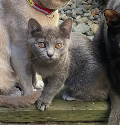 Burmese Kitten - Personality Plus !!, View more