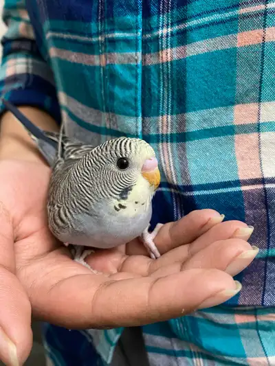 Rare Budgie baby, View more