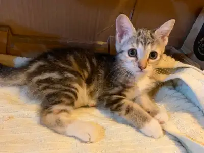 Rehoming a female kitten, View more