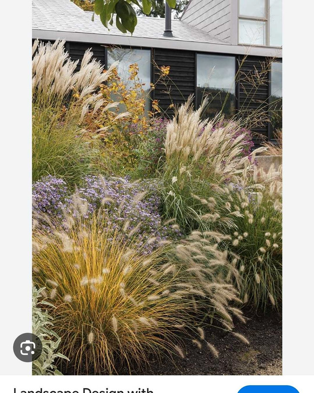 Looking for goats beard and ornamental grass  in Plants, Fertilizer & Soil in City of Halifax - Image 2