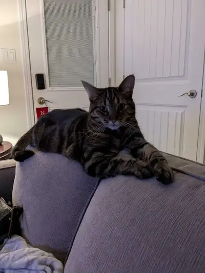 4 year old female tabby (re homing), View more