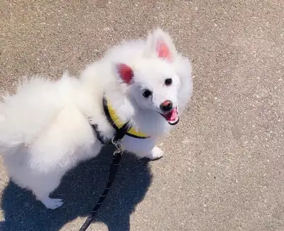 We are looking for a responsible and loving home for our beautiful female American Eskimo Dog. She i...