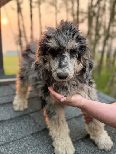 Standard Poodle puppies, View more
