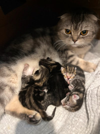 Scottish fold kittens (new photos - 4 weeks)