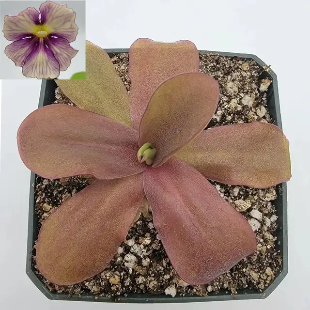 Pinguicula Razzberry blonde butterwort carnivorous plant in Plants, Fertilizer & Soil in City of Toronto - Image 5