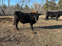 2 yr old bull