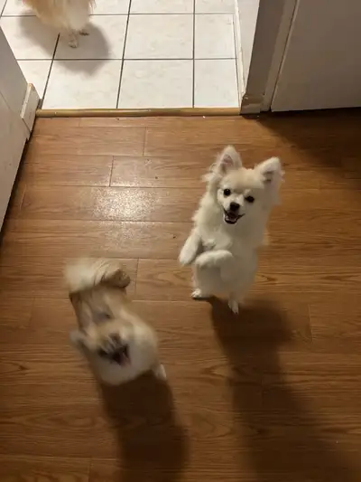 pomeran puppies, View more