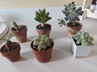 Mini Succulents Cactus $5 Each