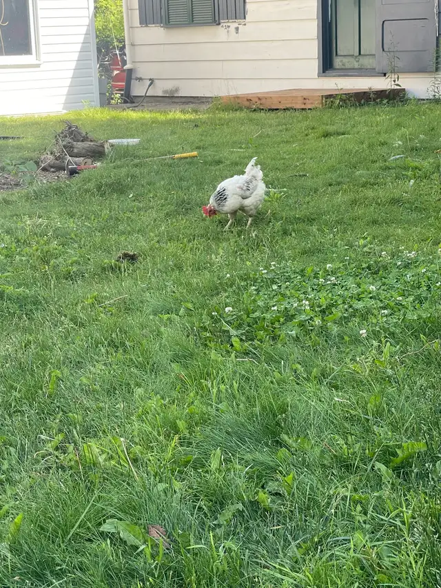  Chicken for sale62863282875138122