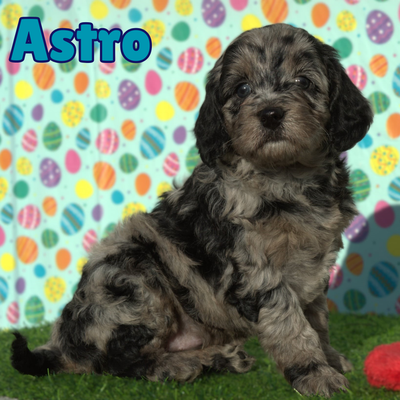 Tiny Aussiedoodle Puppies Available 15-24lbs, View more
