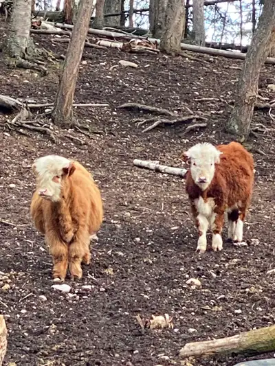 Mini Highland bull weanling available in Prince George, View more
