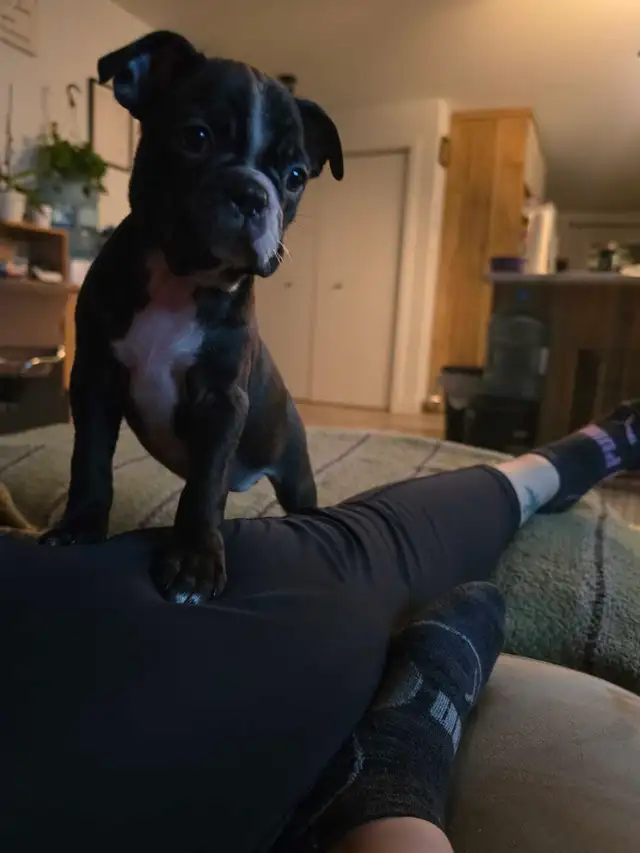 Boston Terrier in Dogs & Puppies for Rehoming in Drummondville - Image 3
