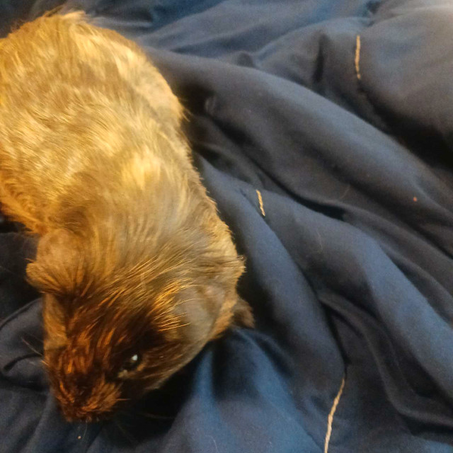 Three guinea pigs left for sale  in Other Pets for Rehoming in Campbell River