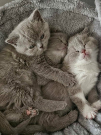 Super Soft British Shorthair Kittens