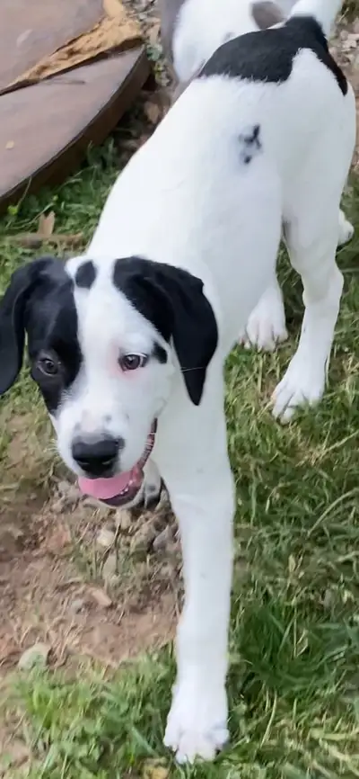 Cane Corso-Presa Canario + mixed breed puppy, View more