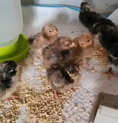 A qui la chance? Poussins non sexé de poule de race pur près de Rimouski info par message. Demande 1...