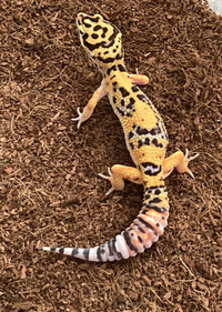 Female leopard gecko