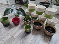 Assorted pots and 2 plants for free